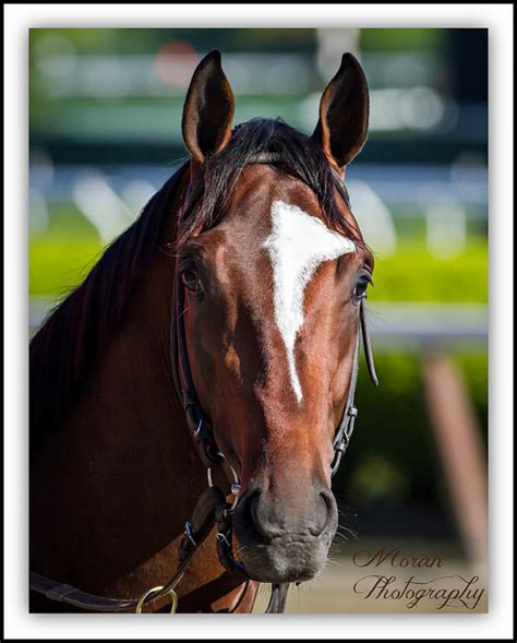 tonalist horse pedigree